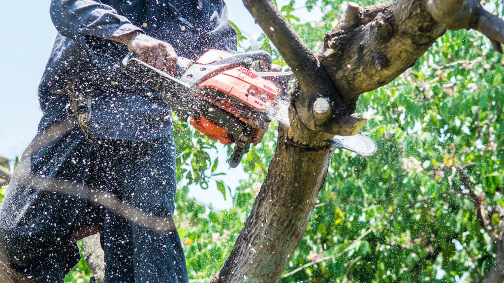 tree service auburn al