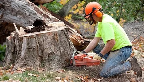 cheap tree removal service in auburn al