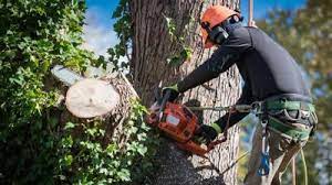 residential tree services in auburn