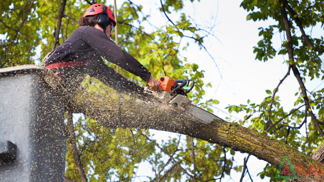 best tree service in auburn al