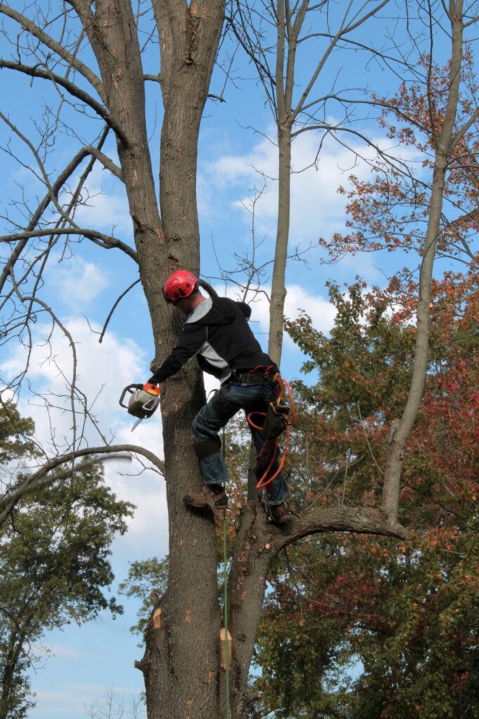 tree removal in auburn