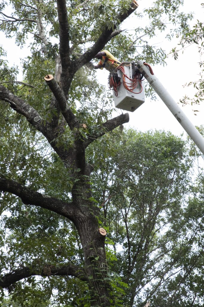 auburn tree removal services